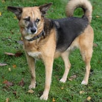 Feeny sucht liebevolles Zuhause, Hündin zur Adoption