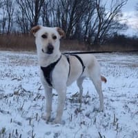 Sala nun Nala sucht neues Zuhause, Hündin zur Adoption