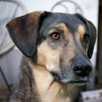 Bracken-Mix BOBBY❤ !Notfall!, Hund zur Adoption