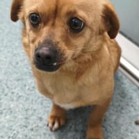 Die kleine Renee sucht ihr Zuhause!, Hündin zur Adoption