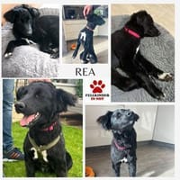 Liebe Rea sucht Dich, Hündin zur Adoption