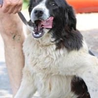 Marina - zutraulich u. kinderlieb, Hündin zur Adoption