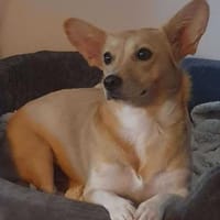 Cherry- mit den besonderen Ohren, Hündin zur Adoption