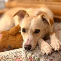 verspielter, verschmuster Monty, Hund zur Adoption