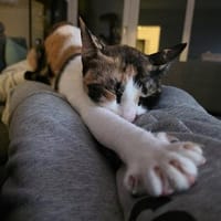 Gaby, Katze zur Adoption