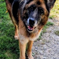 Olli  die schöne Schäferin, Hündin zur Adoption