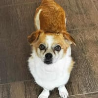 Lotti - kleine sanfte Hündin, Hündin zur Adoption