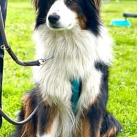 Sammy, Hund zur Adoption