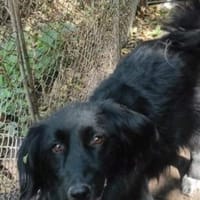 Mina - schwarze Schönheit, Hündin zur Adoption
