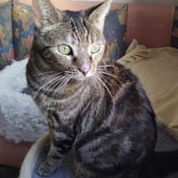 verspielte Julie 😻, Katze zur Adoption
