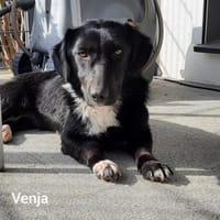 Venja-kl.Kragenbärin ohne Vertrauen, Hündin zur Adoption