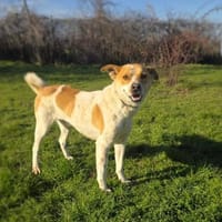 Ginger der perfekte Familienhund, Hund zur Adoption