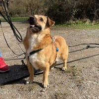 verschmuster Charlie sucht sein Zuhause!, Hund zur Adoption