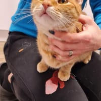 Biggi  Jungkater sucht Für-Immer Zuhause, Kater zur Adoption