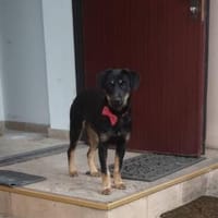 Velcro, Junghund sucht Zuhause, Hund zur Adoption
