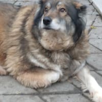 Yvette, fröhliche Hündin sucht Familie, Hündin zur Adoption