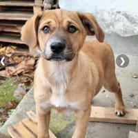 Entdeckerin Ethel, Hündin zur Adoption