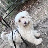 Suraya auf der Suche, Hündin zur Adoption