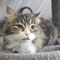 Meri, Katze zur Adoption