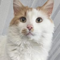 FUFO, Katze zur Adoption