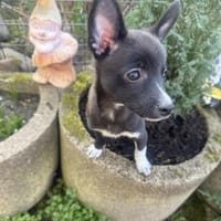 Chihuahua Mix Frodo sucht Körbchen, Hund zur Adoption
