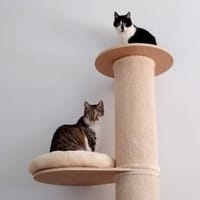 MAUSI&LEO, Kater zur Adoption