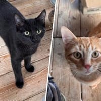 Mattheo & Rocco, Kater zur Adoption