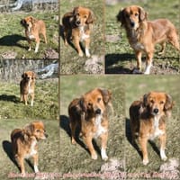 Cocker Langhaardackel Mischling? sucht, Hündin zur Adoption