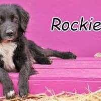 Der stille Beobachter Rockie, Hund zur Adoption