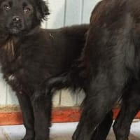 Elmas, der kleine Diamant, Hund zur Adoption