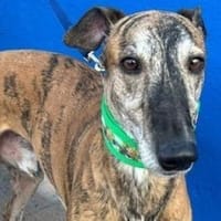 WALLY - auf PS in NRW!, Hund zur Adoption