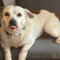 Ida - Senioren- / Gnadenplatz gesucht, Hündin zur Adoption