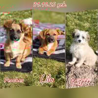 Drei kleinerbleibende Mischlingswelpen, Hund zur Adoption