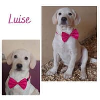 Luise wartet in 49413 Dinklage, Hündin zur Adoption