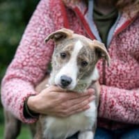 Ivelyn, Hündin zur Adoption