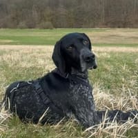 Evangelia -zur Pflege in 65205 Wiesbaden, Hündin zur Adoption