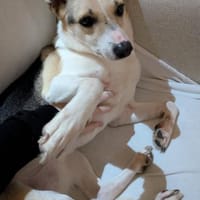 Sanfte, verschmuste Feya bei München!, Hündin zur Adoption