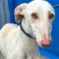 FRAMBUESA - in 74229 Degmarn!, Hündin zur Adoption