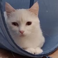 Checky..., Katze zur Adoption