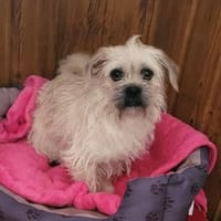 Kamilla in  45711 Datteln, Hündin zur Adoption