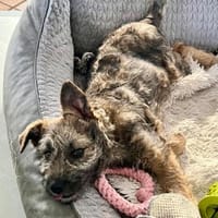 Iraya - kleine Herzensdiebin, Hündin zur Adoption