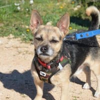Bart - Zuhause gesucht, Hund zur Adoption