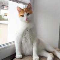 Isidoro..., Kater zur Adoption