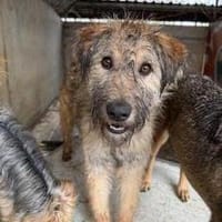 Fraser, Hund zur Adoption