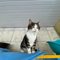 nova, chatte à adopter