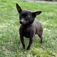 Othello CAA14943, chien à adopter