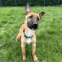 SIMBA, chien à adopter