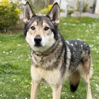 Tiguane CAA14948, chien à adopter