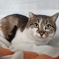 Boubou, chat à adopter