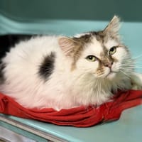 Bingo CAB5217, chat à adopter